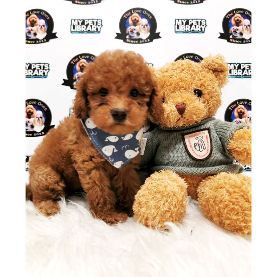 Red Brown Teddy Bear Tiny Toy Poodle Puppy (Male) For Sale
