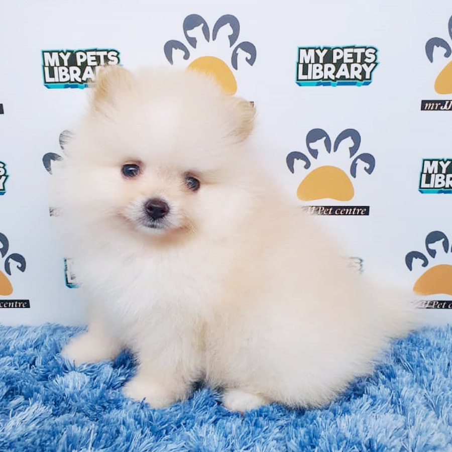 Cream White Pomeranian Puppy (Male) For Sale