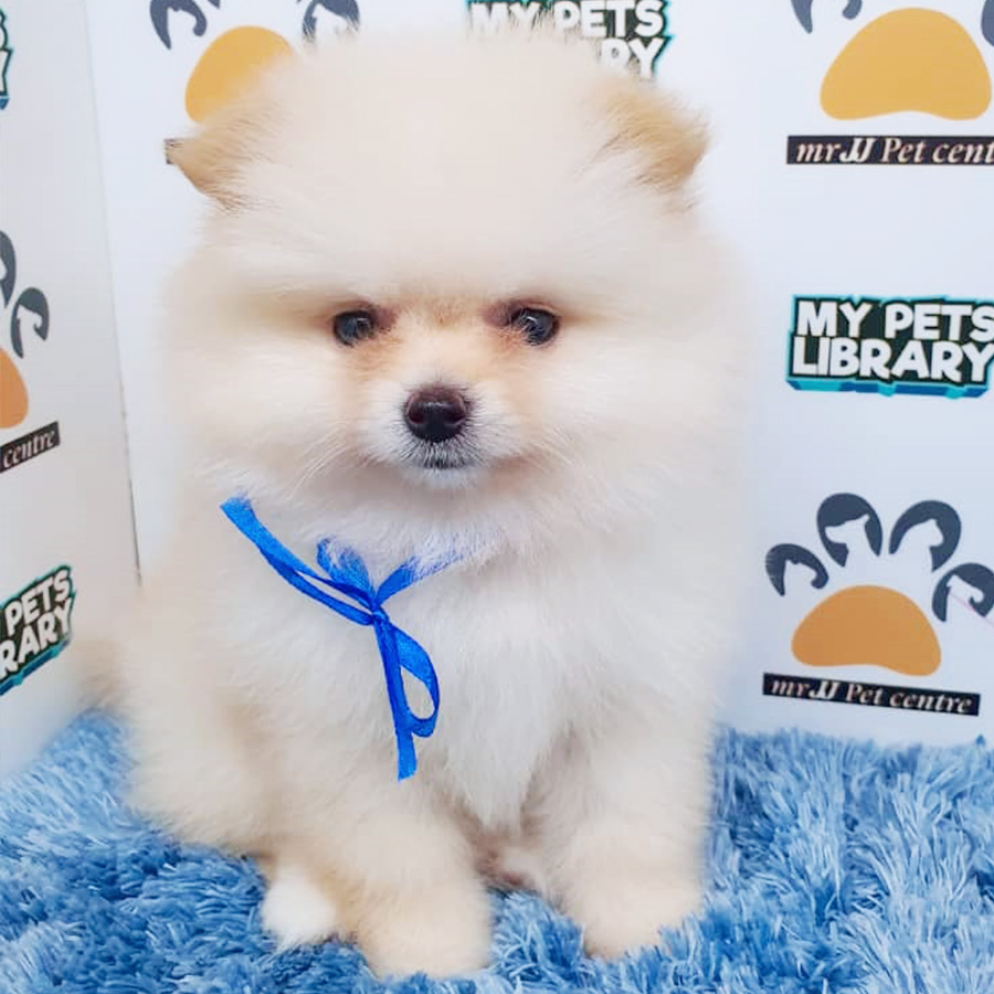Cream White Pomeranian Puppy (Male) For Sale