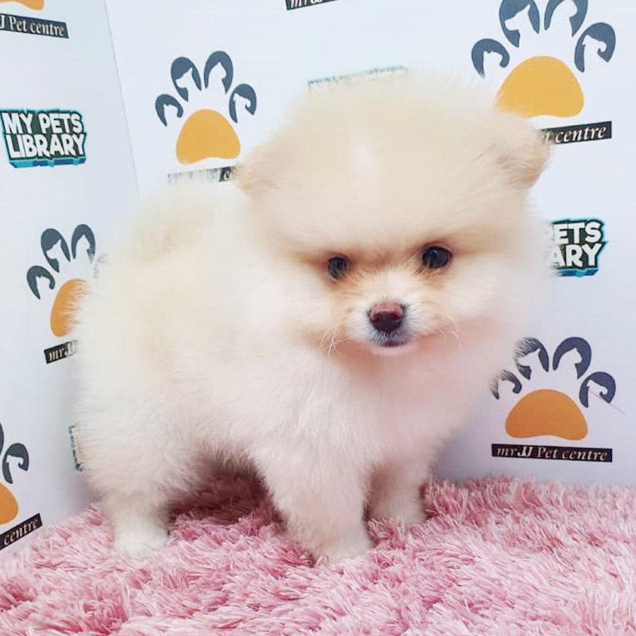 Cream White Pomeranian Puppy (Female) For Sale