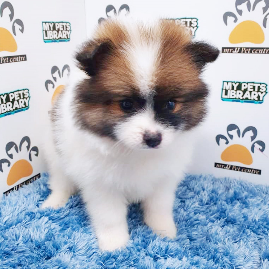 Parti Colour Pomeranian Puppy (Male) For Sale