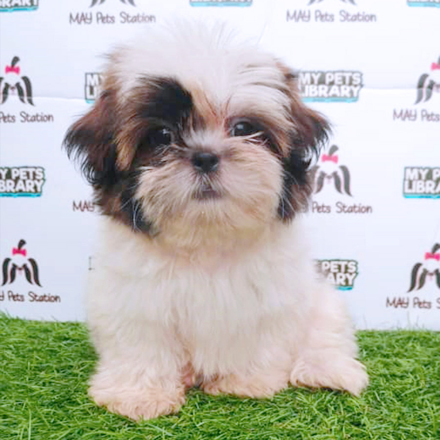Shih Tzu Puppy (Male) For Sale