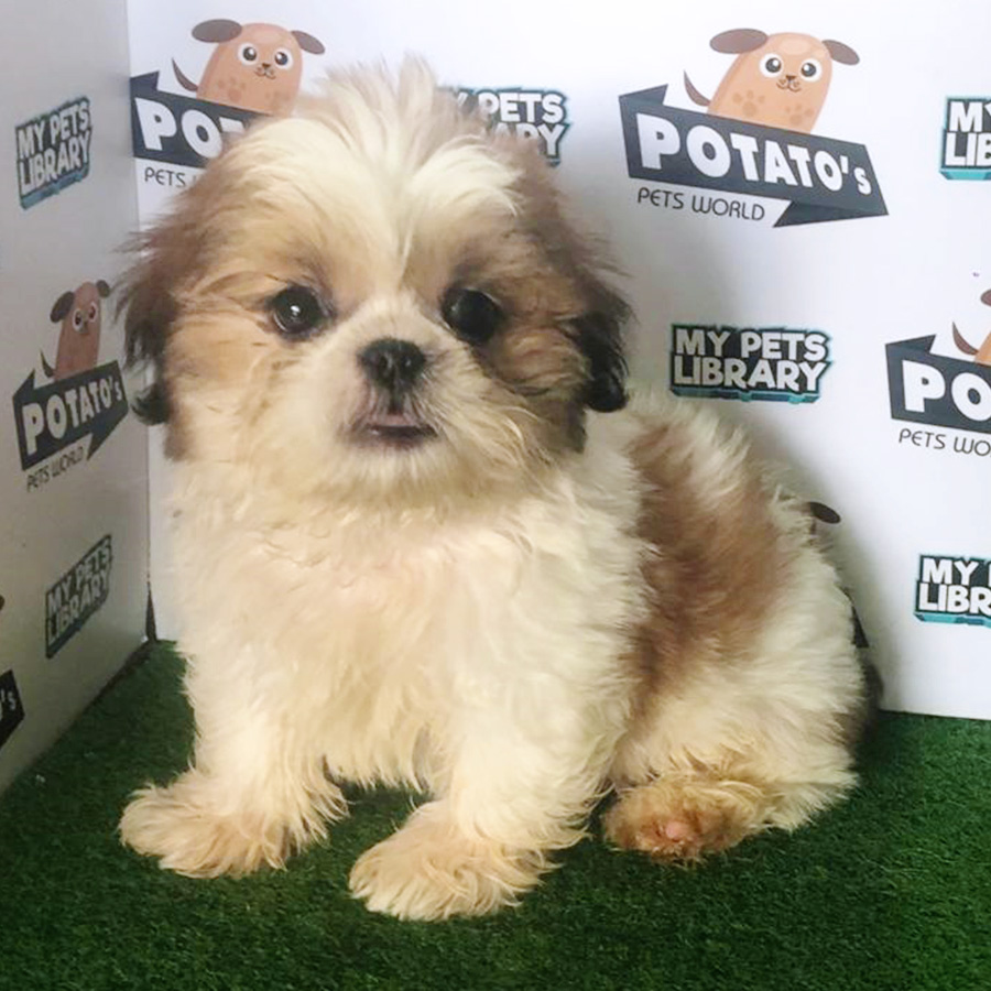 Tri Colour Shih Tzu Puppy (Male) For Sale