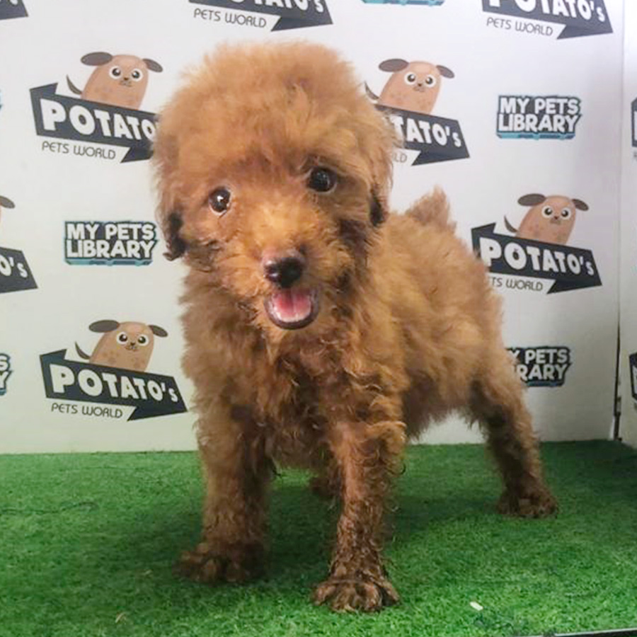 Brown Toy Poodle Puppy (Male) For Sale