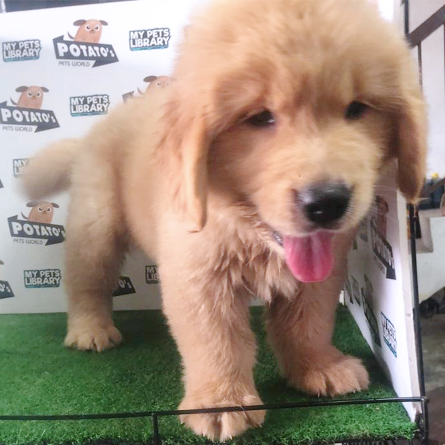 Golden Retriever Puppy (Female) For Sale