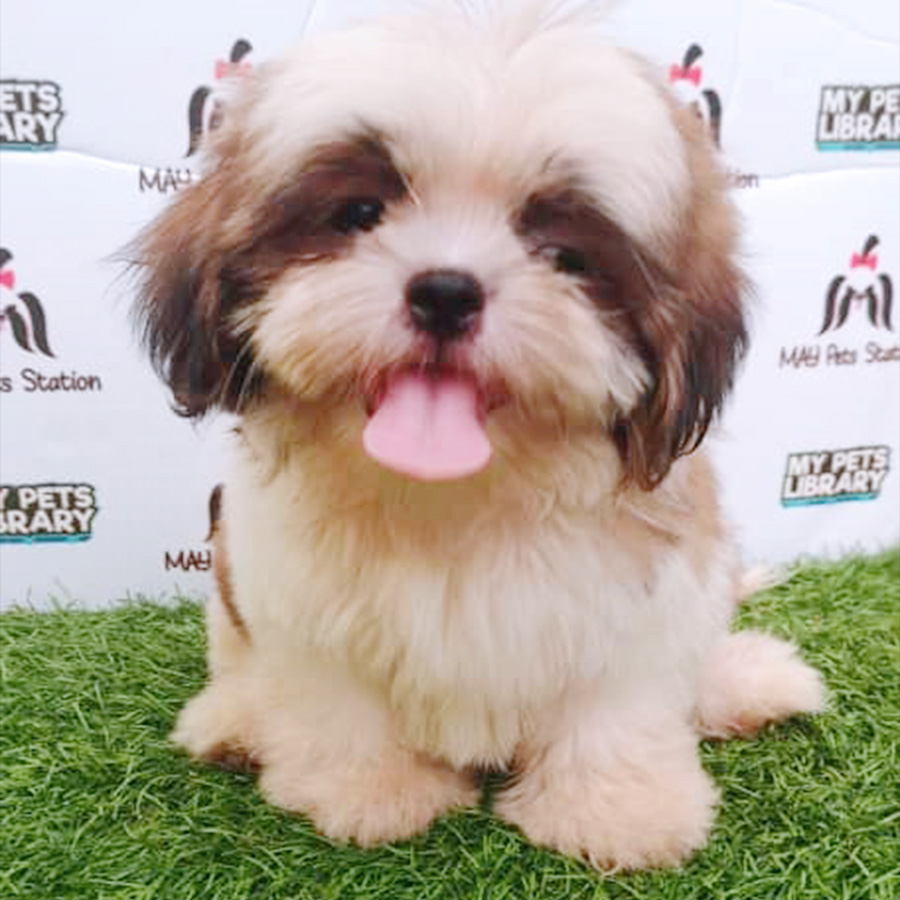 Tri Colour Shih Tzu Puppy (Male) For Sale