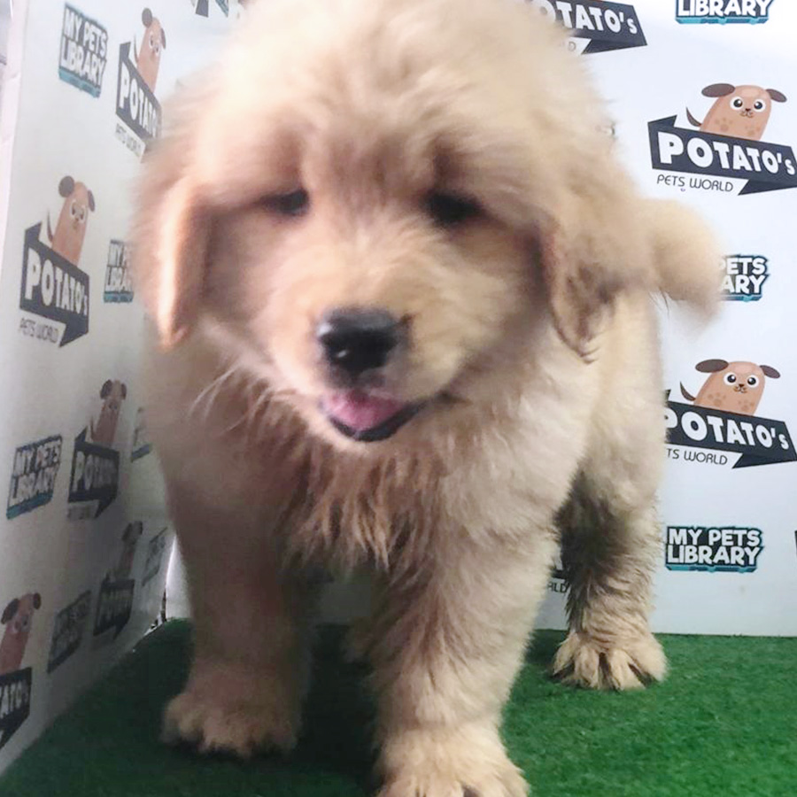 Golden Retriever Puppy (Female) For Sale