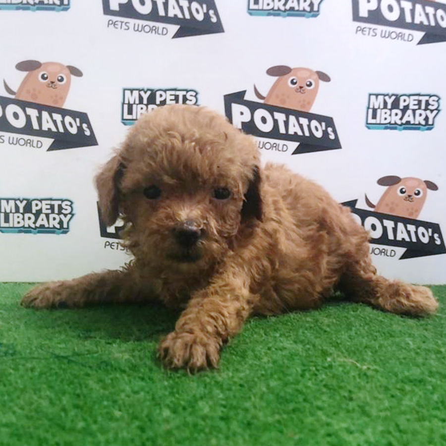 Red Toy Poodle Puppy (Male) For Sale