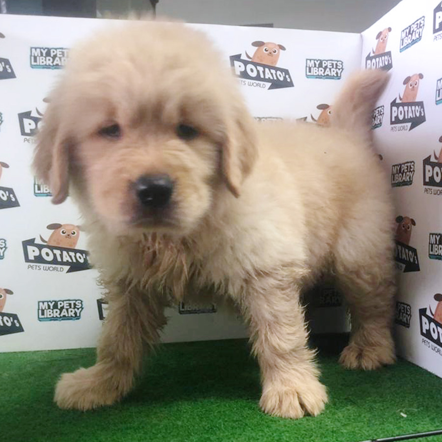 Golden Retriever Puppy (Male) For Sale