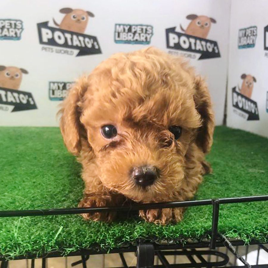Brown Toy Poodle Puppy (Male) For Sale