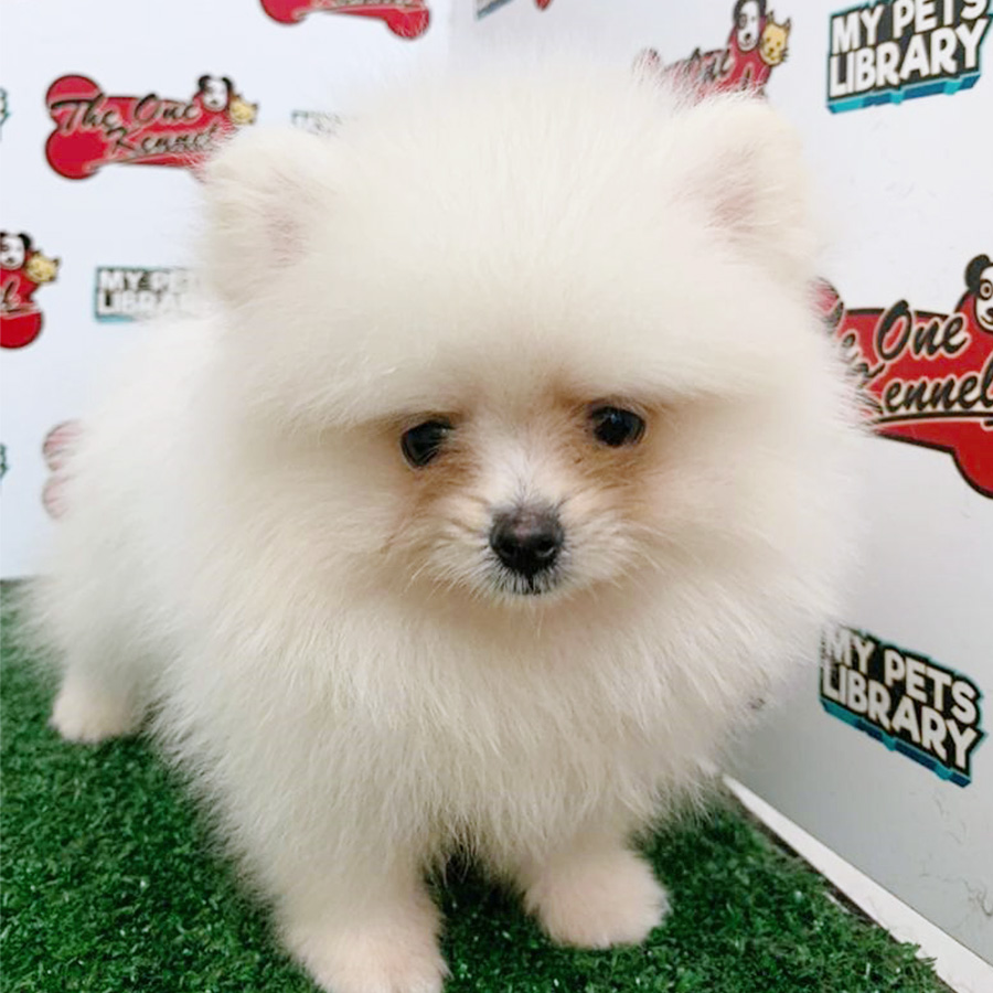 Cream Pomeranian Puppy (Female) For Sale