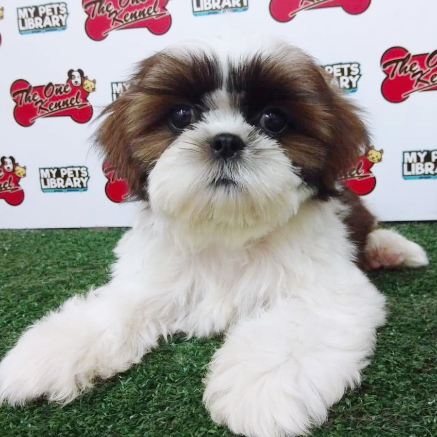 Tri Colour Shih Tzu Puppy (Female) For Sale