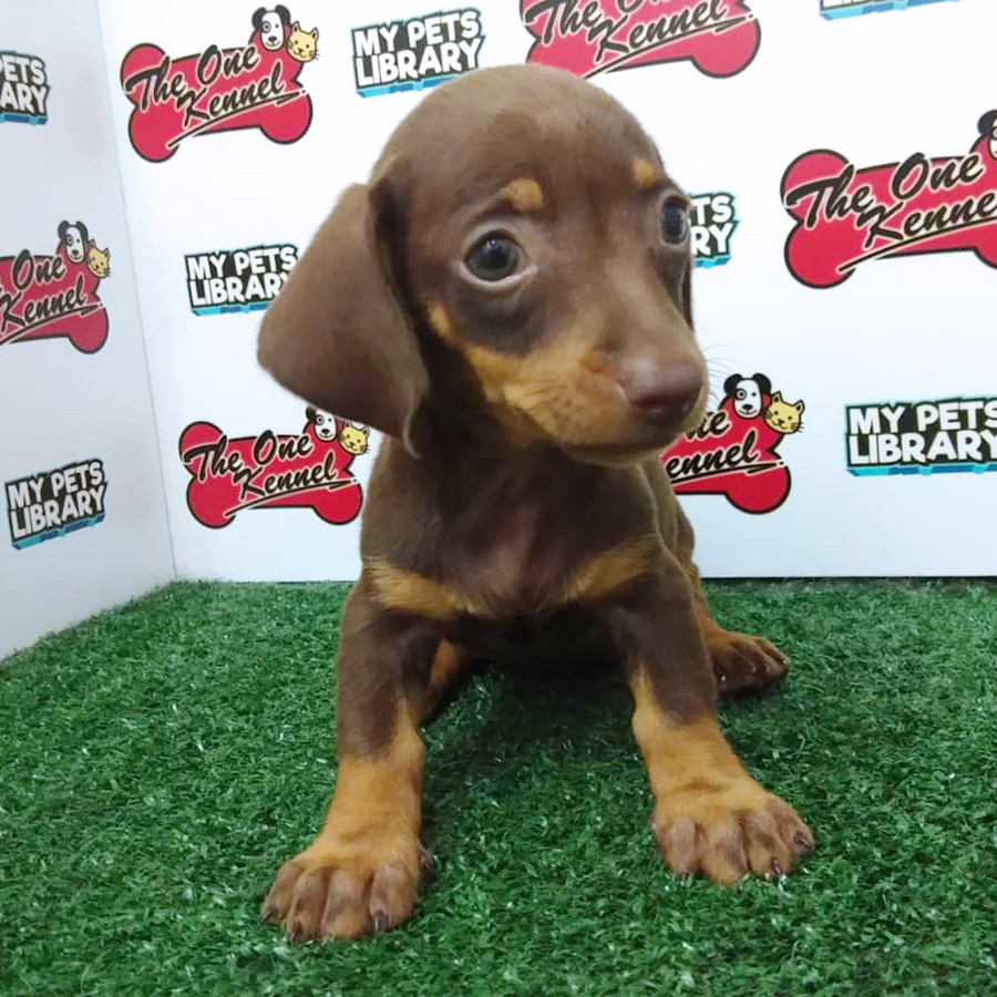 Chocolate & Tan Dachshund Puppy (Male) For Sale