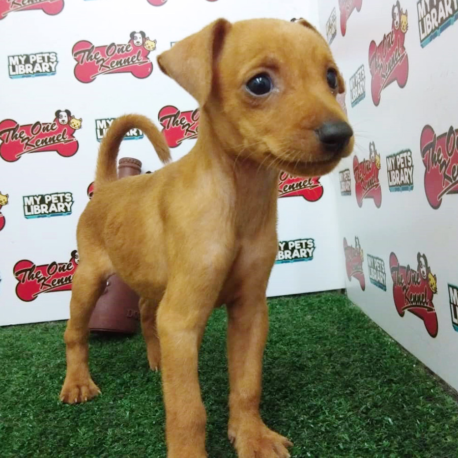 Brown Pinscher Puppy (Male) For Sale