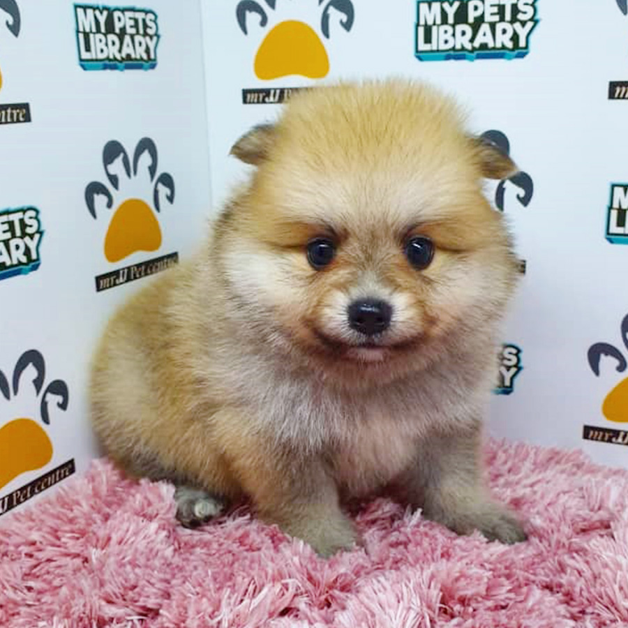 Sable Pomeranian Puppy (Female) For Sale