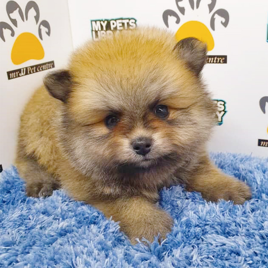 Sable Brown Pomeranian Puppy (Male) For Sale
