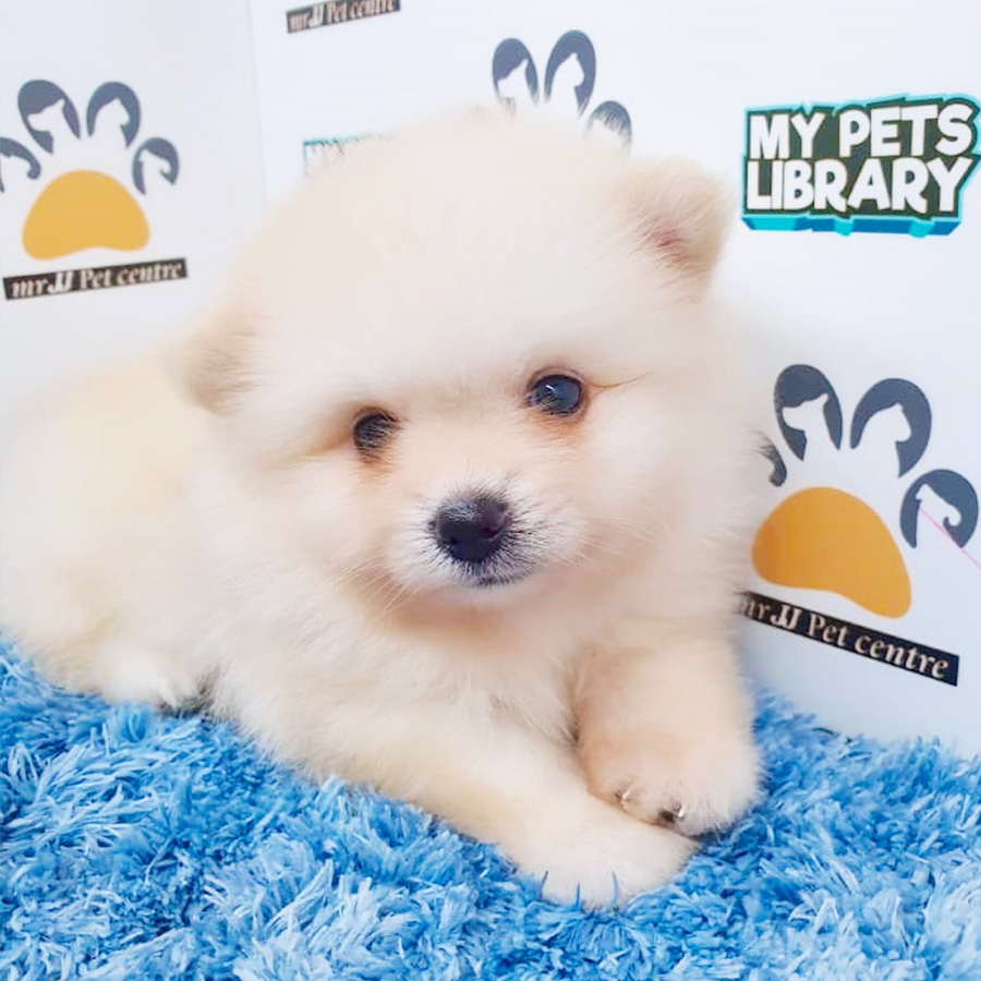 Cream White Pomeranian Puppy (Male) For Sale