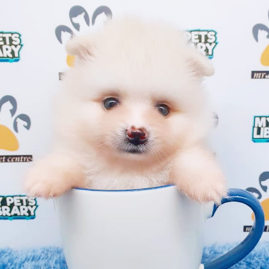 Cream Pomeranian Puppy (Male) For Sale
