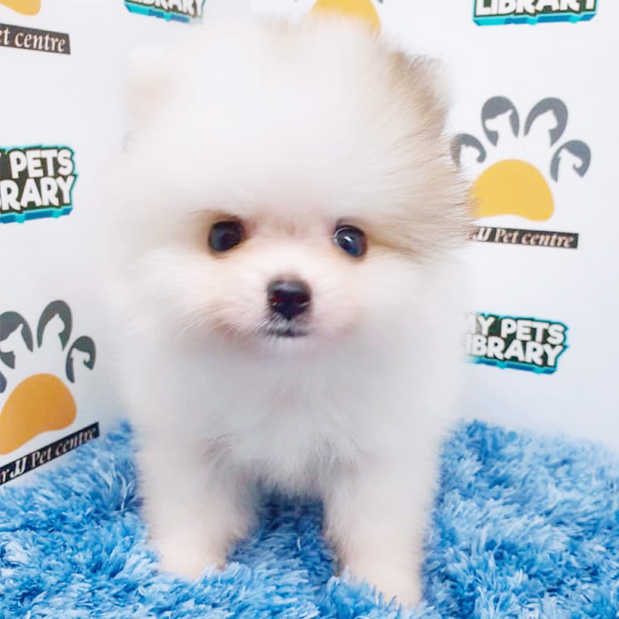 Parti White Pomeranian Puppy (Male) For Sale