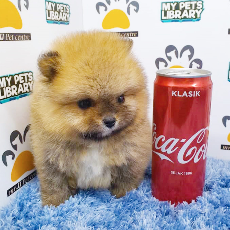 Sable Brown Pomeranian Puppy (Male) For Sale