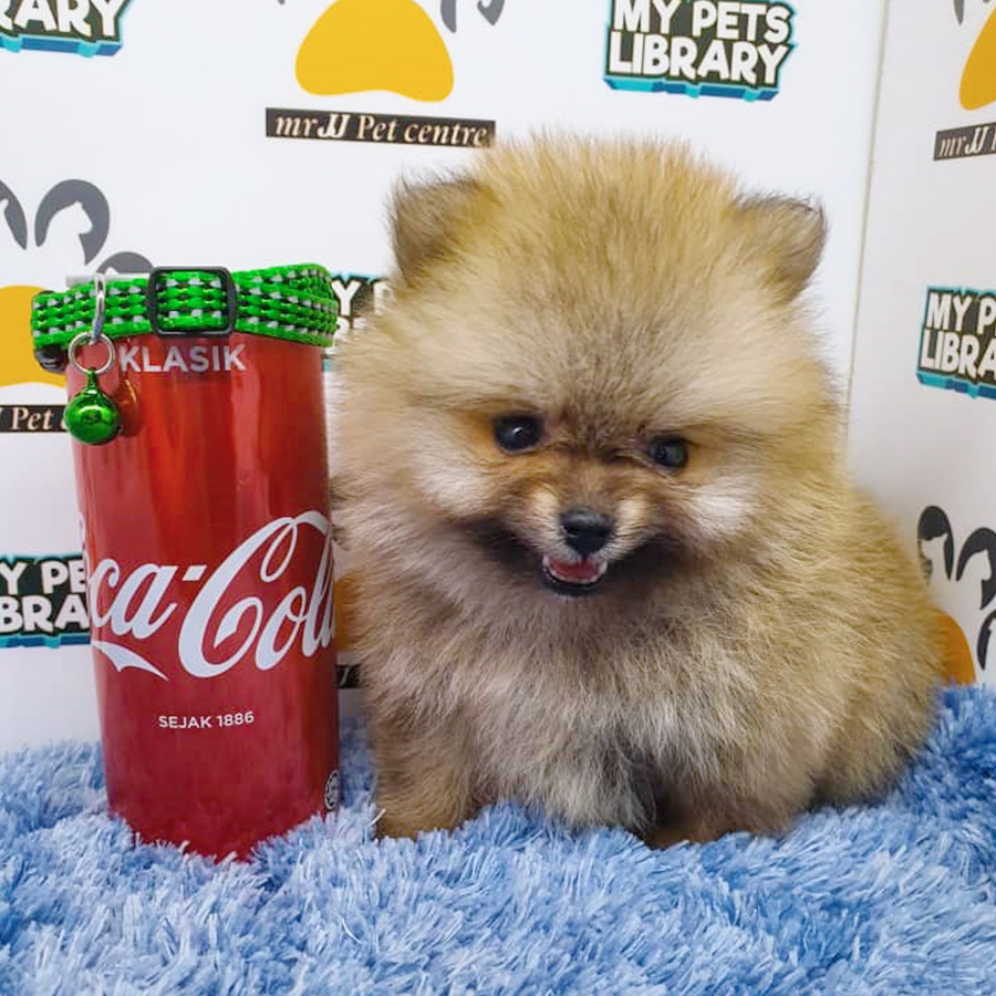 Sable Brown Pomeranian Puppy (Male) For Sale