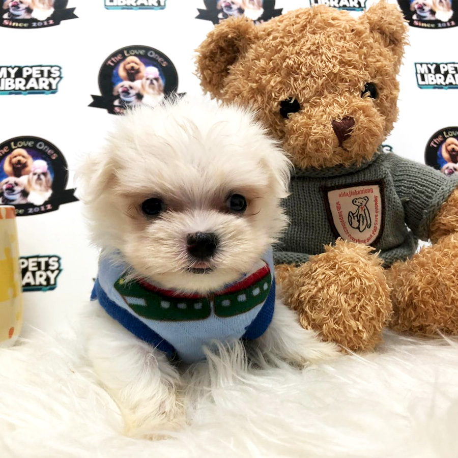 Short Leg Tiny Maltese Puppy For Sale (Male)