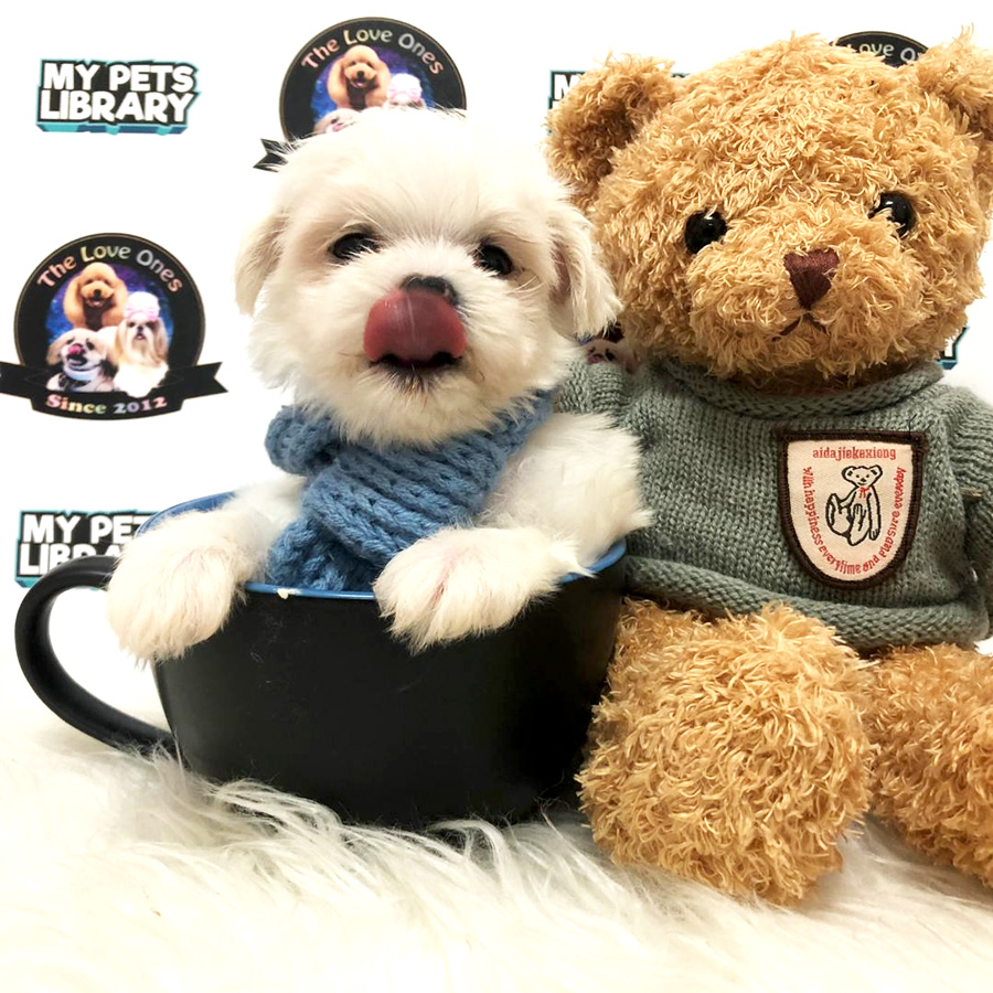 Short Leg Tiny Maltese For Sale (Male)