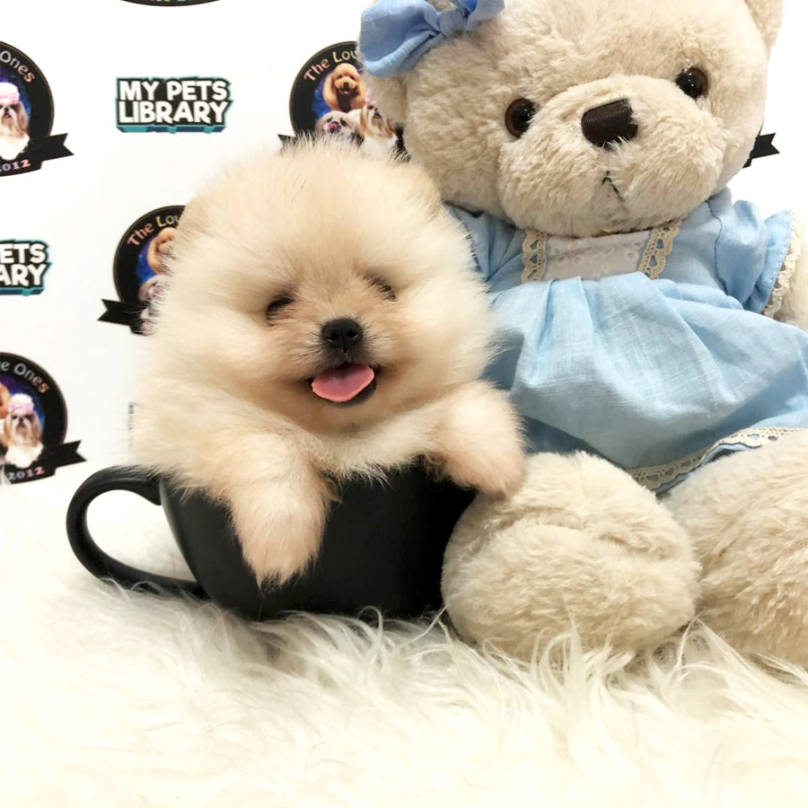 Super Flat Face Tiny Teacup Bear Pomeranian Puppy For Sale