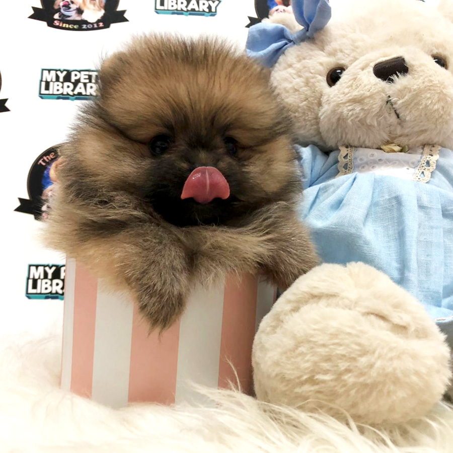 Super Flat Face Tiny Teacup Bear Pomeranian Puppy For Sale
