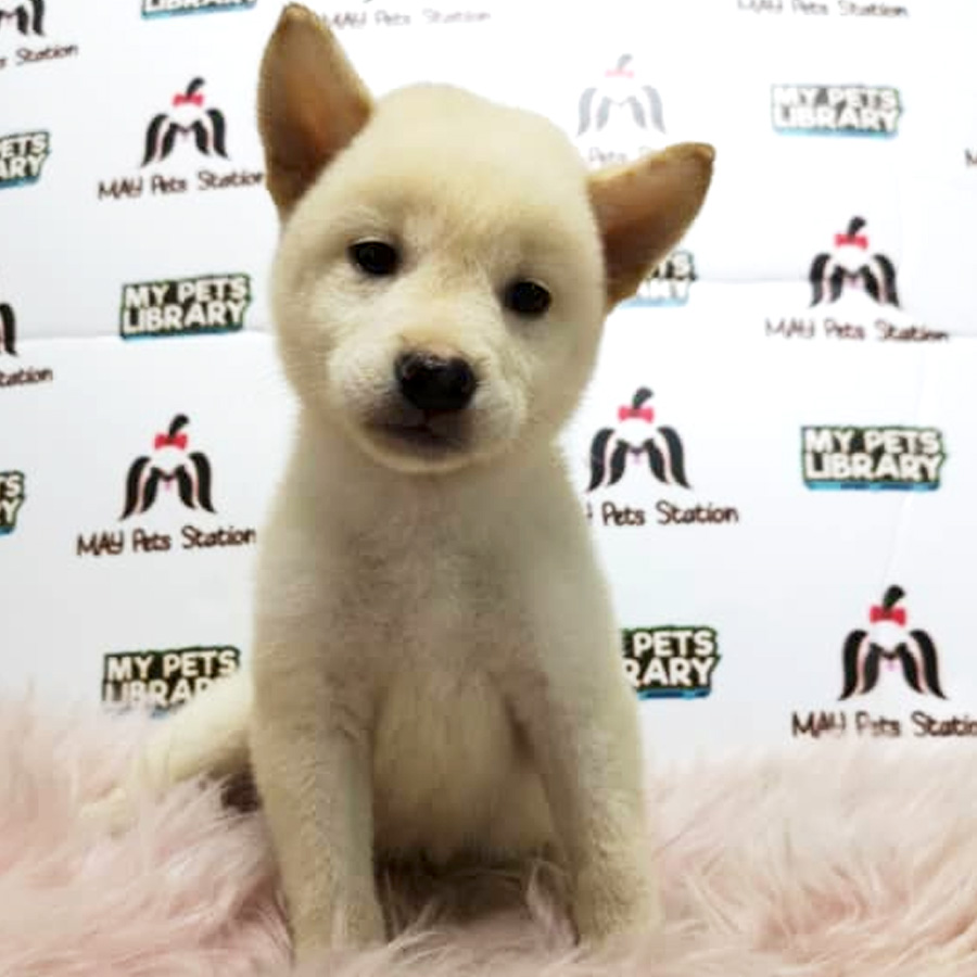 MKA Shiba Inu Puppy For Sale (Female)