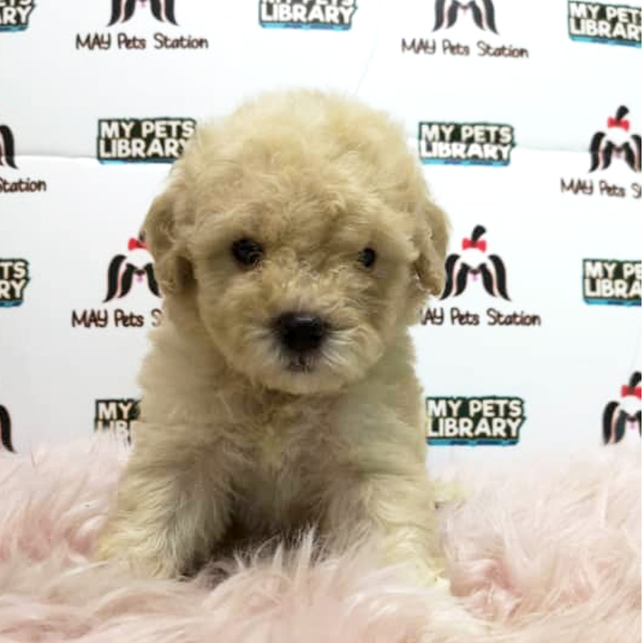 Tiny Toy Poodle Male Puppy For Sale (Cream Male)