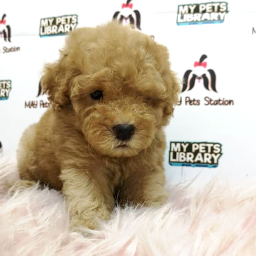 Tiny Toy Poodle Puppy For Sale (Male)