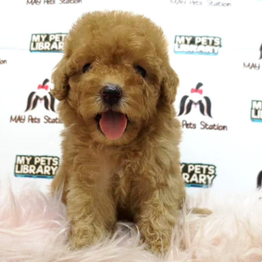 Tiny Toy Poodle Puppy For Sale (Male)