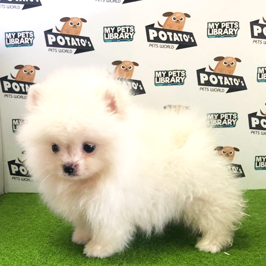 Pomeranian Puppy For Sale (Male)