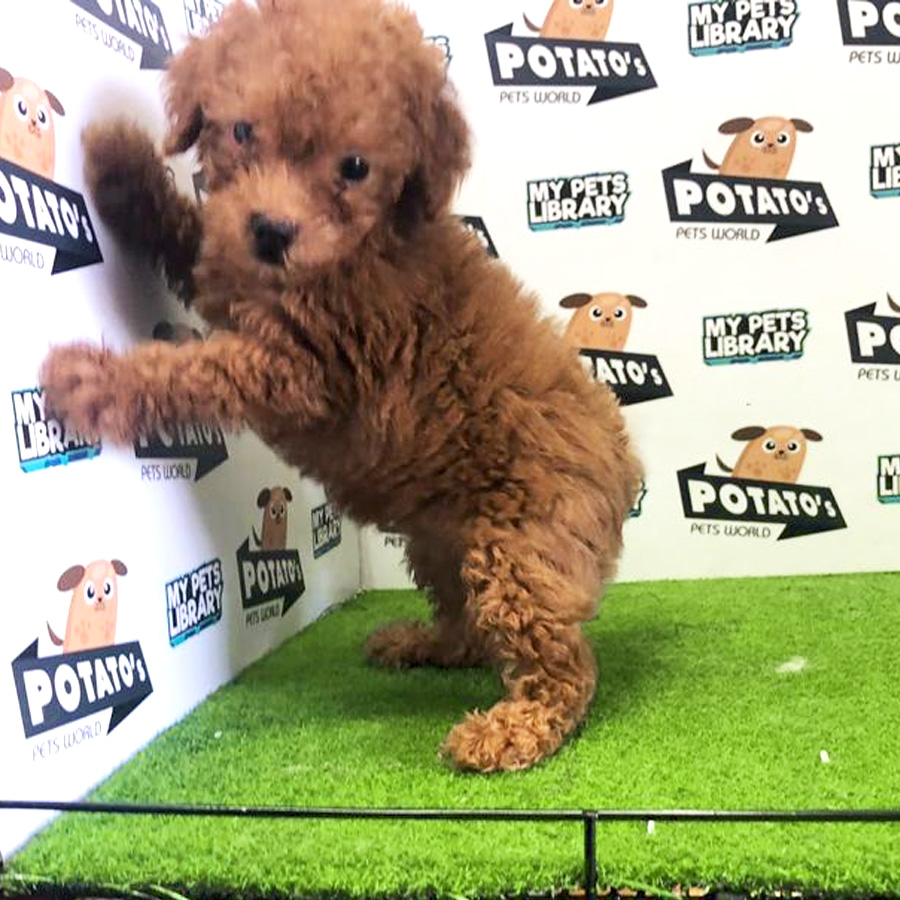 Toy Poodle Puppy For Sale (Female)