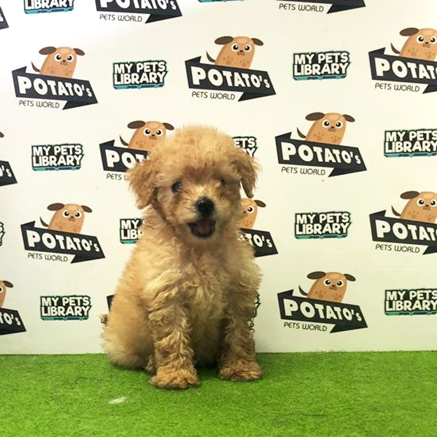 Toy Poodle Puppy For Sale (Female)