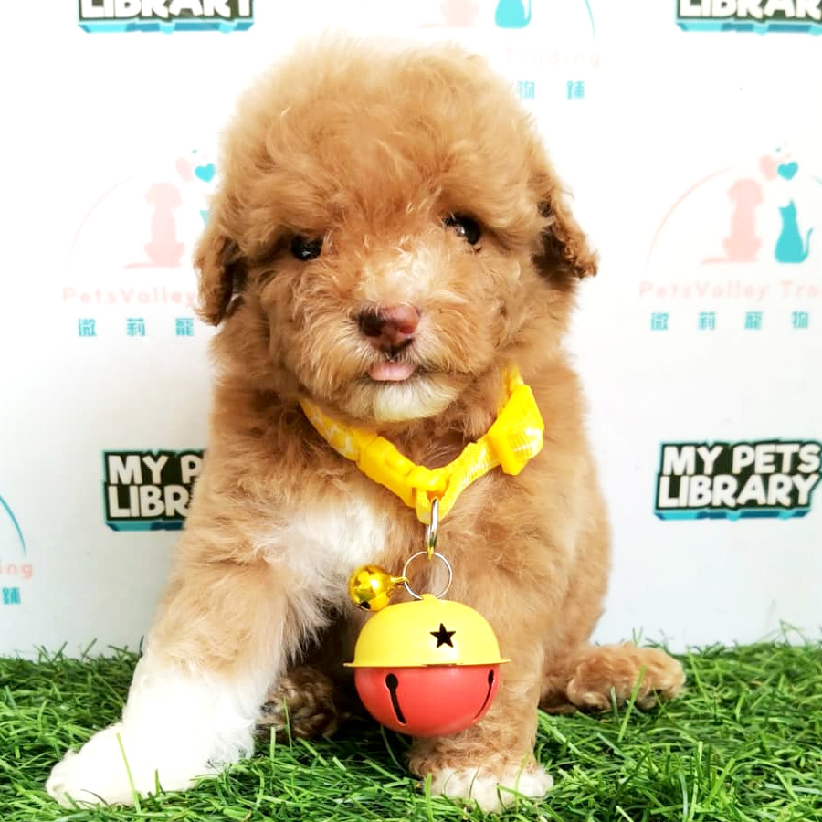 Toy Poodle Puppy For Sale (Male)