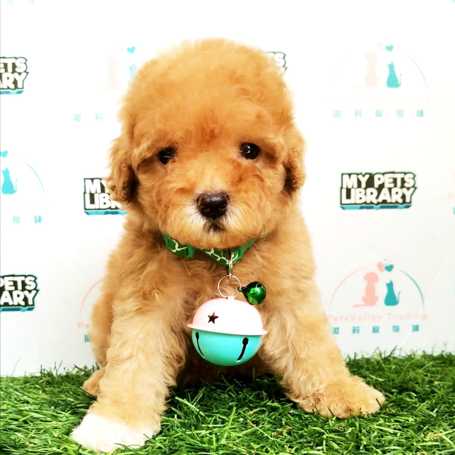 Toy Poodle Puppy For Sale (Female)