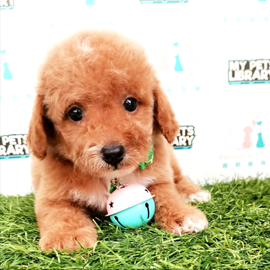 Toy Poodle Puppy For Sale (Female)