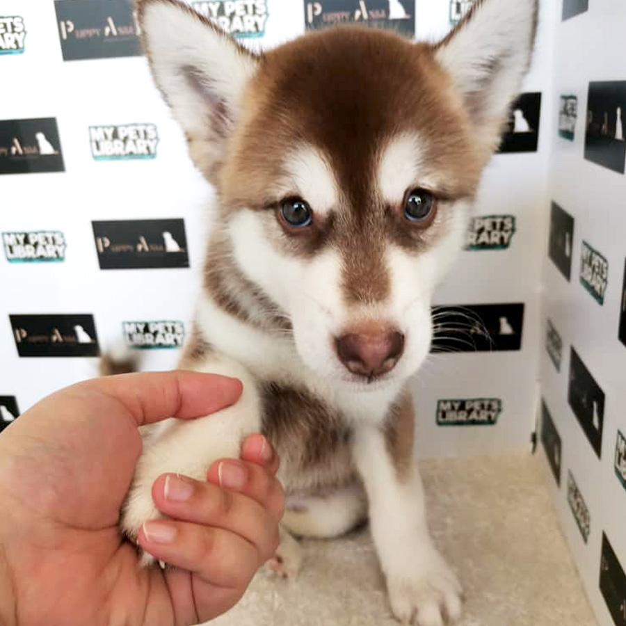 Alaskan Husky Puppy For Sale