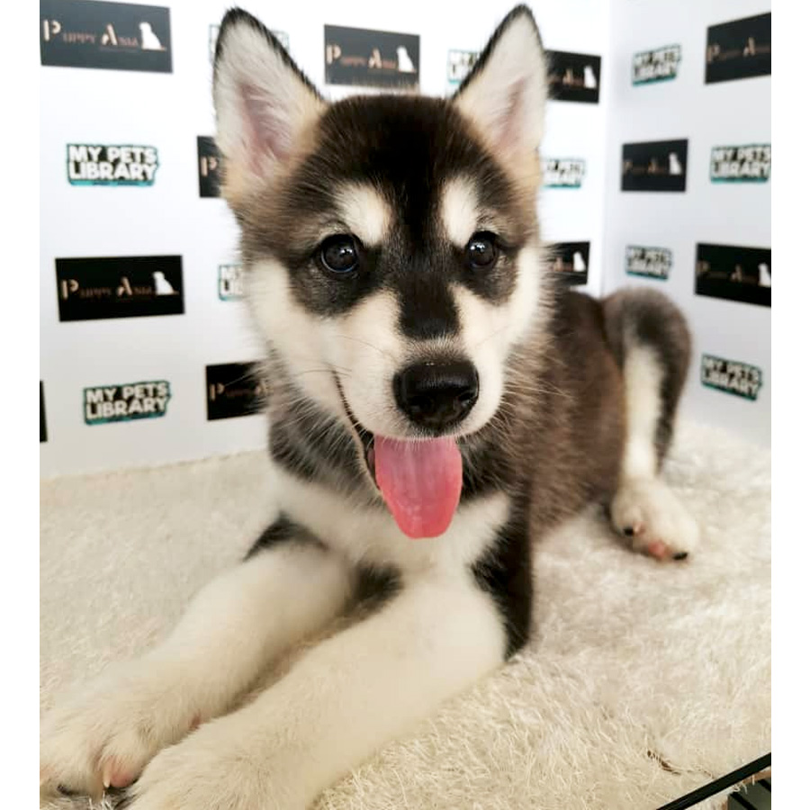 Alaskan Husky Puppy For Sale