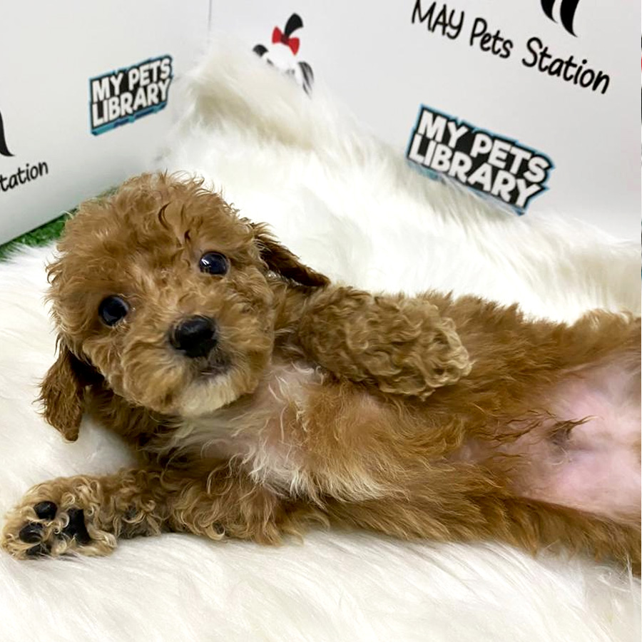 Latte Brown Toy Poodle Puppy For Sale (Male)
