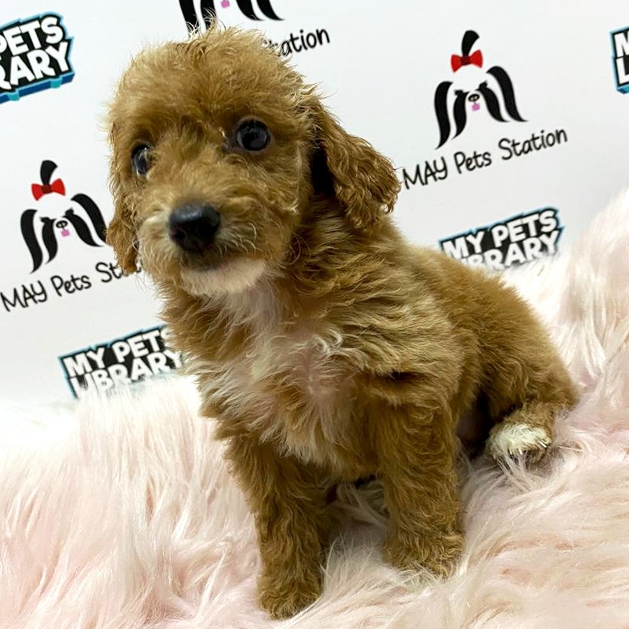Latte Brown Toy Poodle Puppy For Sale (Female)