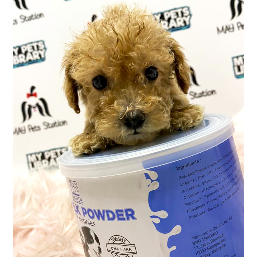 Latte Brown Toy Poodle Puppy For Sale (Female)