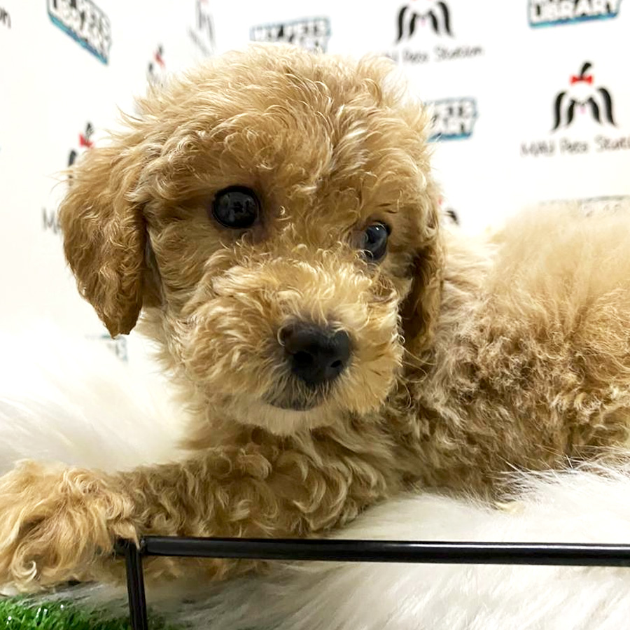 Tiny Toy Poodle Puppy For Sale (Male)