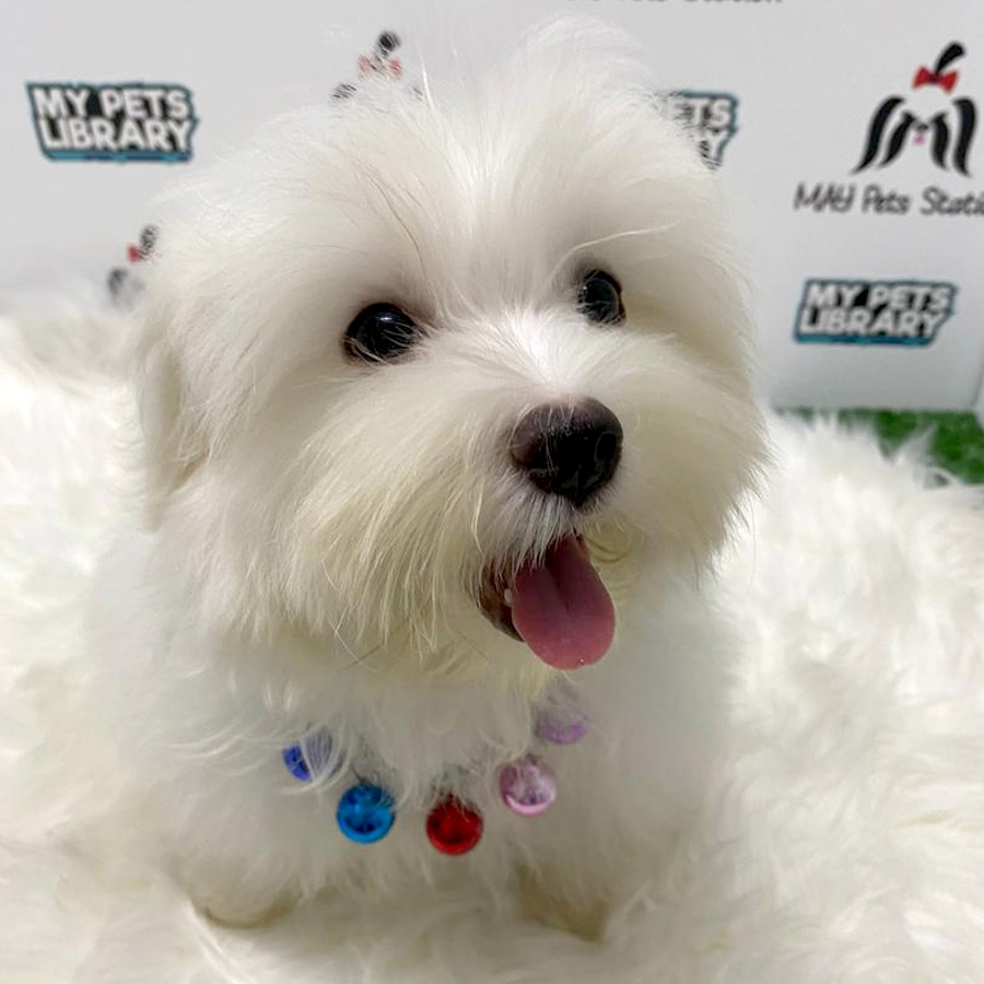 Pure White Maltese Puppy For Sale (Male)