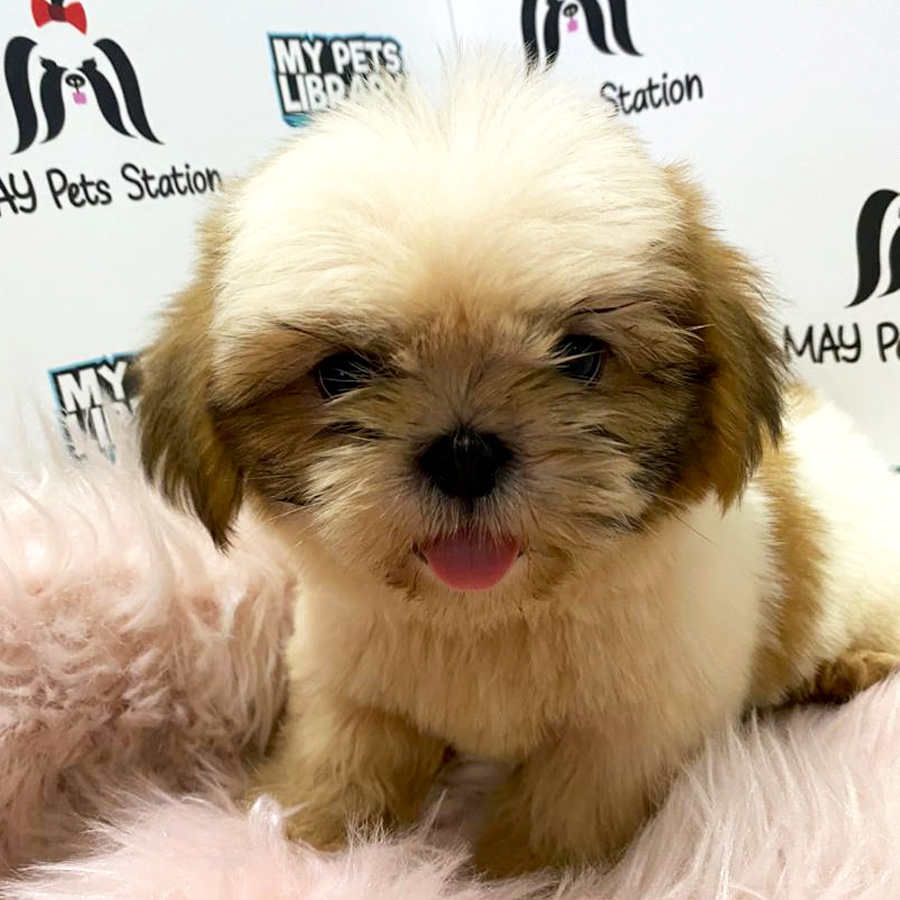 Shih Tzu Puppy (Female) For Sale