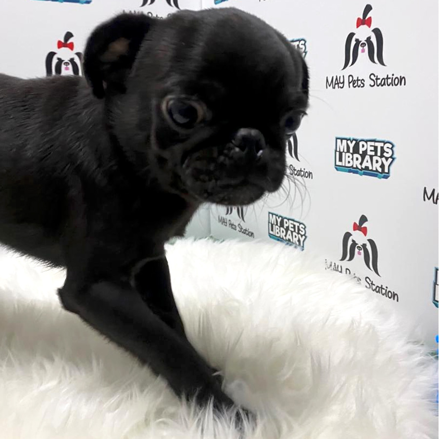 Compact Body Pug For Sale (Male)