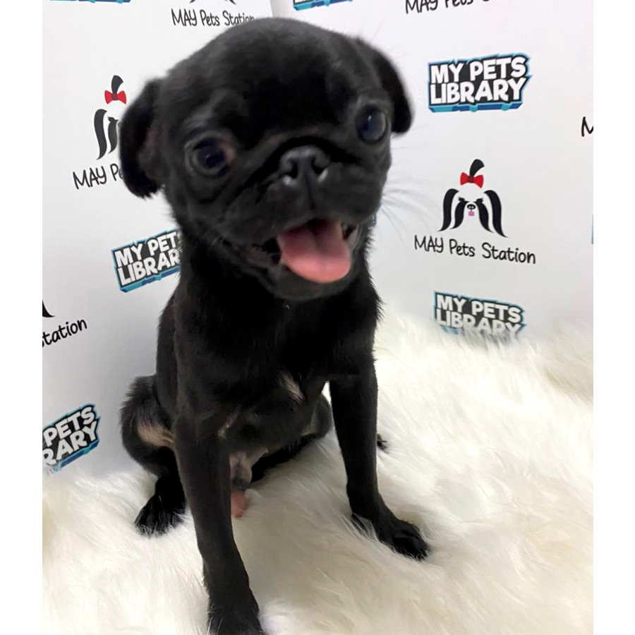 Compact Body Pug For Sale (Male)