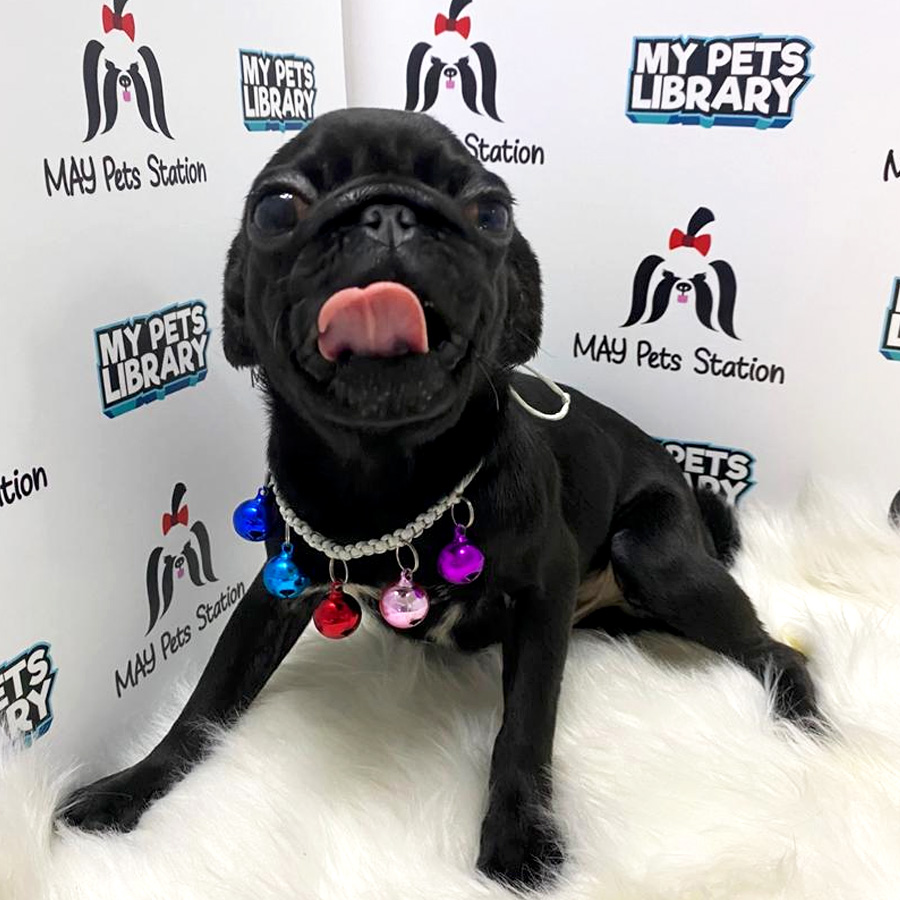 Compact Body Pug For Sale (Male)